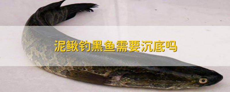 泥鳅钓黑鱼需要沉底吗