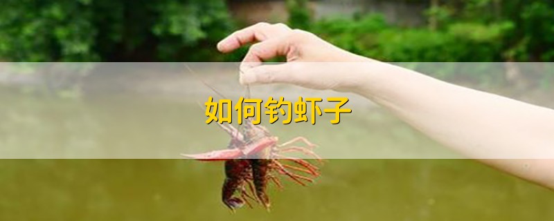 如何钓虾子