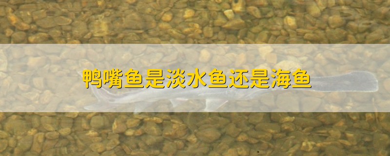 鸭嘴鱼是淡水鱼还是海鱼